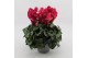 Cyclamen pers. super serrie mammoth Paars grootbloemig 