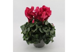 Cyclamen pers. super serrie mammoth Paars grootbloemig