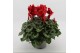 Cyclamen pers. super serrie mammoth Rood grootbloemig 