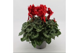 Cyclamen pers. super serrie mammoth Rood grootbloemig