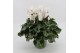 Cyclamen pers. super serrie mammoth Wit grootbloemig 