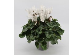 Cyclamen pers. super serrie mammoth Wit grootbloemig