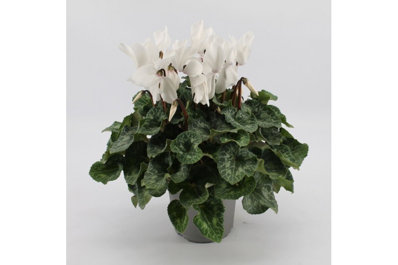Cyclamen pers. super serrie mammoth Wit grootbloemig Cyclamen pers. super serrie mammoth Wit grootbloemig