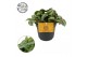 Tradescantia zebrina purpusii compacta 