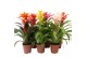 Guzmania mix Classic mix 