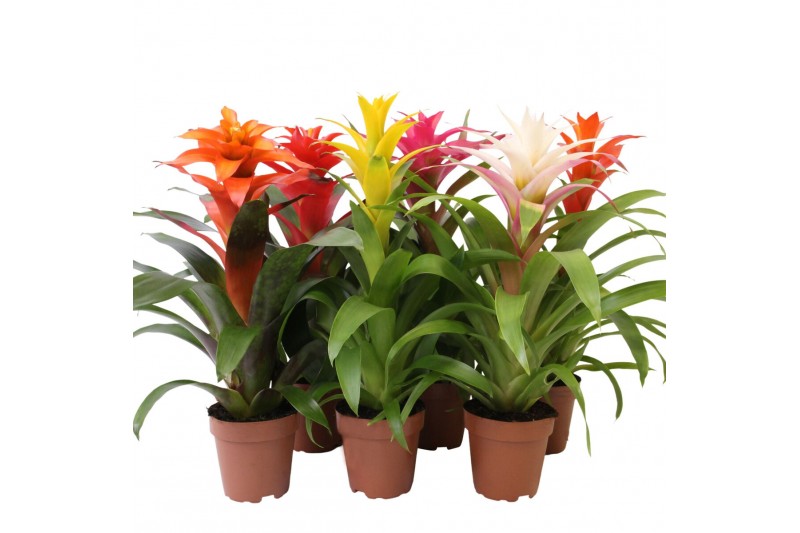 Guzmania mix Classic mix 
