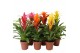 Bromelia mix Bromelia Mix - 12 cm 