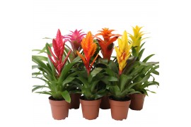 Bromelia mix Bromelia Mix - 12 cm