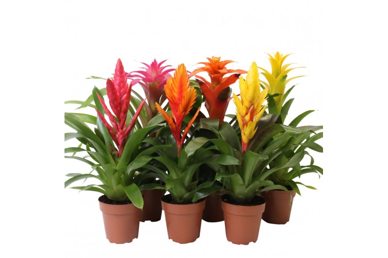 Bromelia mix Bromelia Mix - 12 cm 