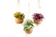 Begonia magic colours kokodama hangup 
