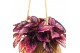 Begonia magic colours kokodama hangup 
