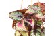 Begonia magic colours kokodama hangup 