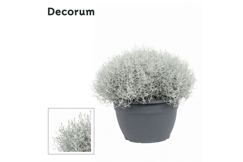 Leucophyta brownii Leucophyta (Calocephalus) Brownii(Decorum) 