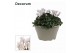 Cyclamen pers. lovely moments wit decorum schaal ariel 