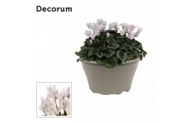 Cyclamen pers. lovely moments wit decorum schaal ariel