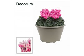 Cyclamen pers. lovely moments roze decorum schaal ariel