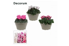 Cyclamen pers. lovely moments mix decorum schaal ariel