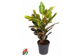 Codiaeum variegatum excellent toef