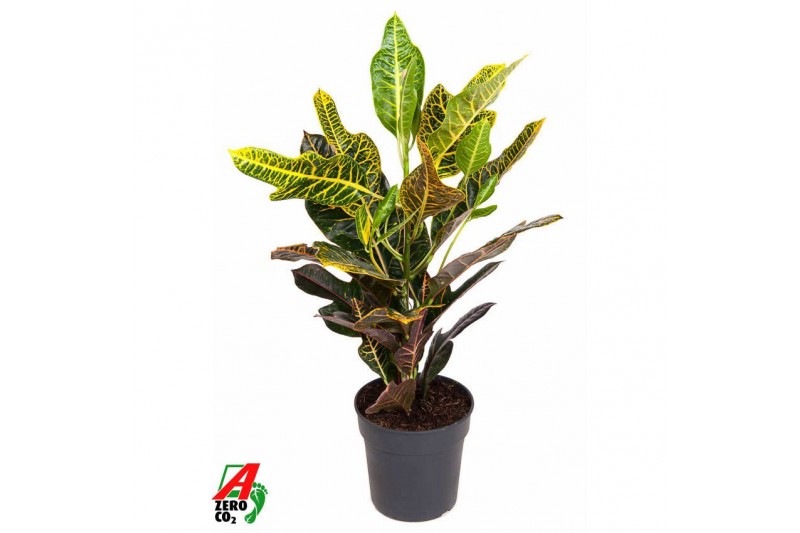 Codiaeum variegatum excellent toef 