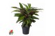 Calathea rufibarba wavestar 