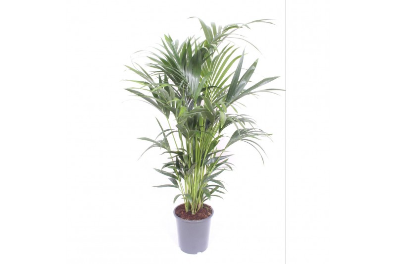 Howea forsteriana 