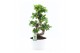 Ficus microcarpa ginseng s-type in wit keramiek met bark 