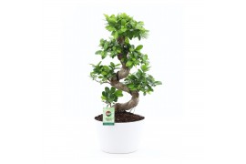 Ficus microcarpa ginseng s-type in wit keramiek met bark