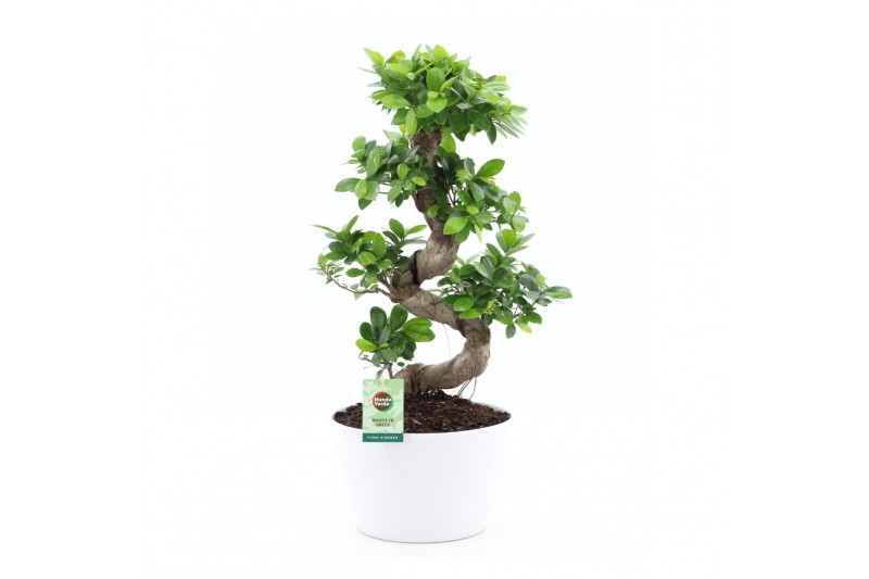 Ficus microcarpa ginseng s-type in wit keramiek met bark Ficus microcarpa ginseng s-type in wit keramiek met bark