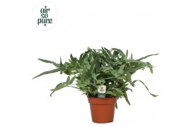 Phlebodium blue star Air So Pure