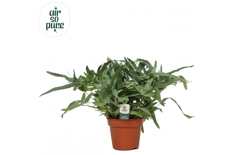 Phlebodium blue star Air So Pure 