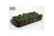 Crassula Spring Time 