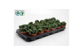 Crassula Spring Time