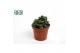 Crassula Spring Time 