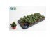 Crassula Spring Time 