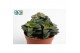 Crassula Spring Time 