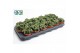 Crassula Spring Time 