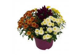 Arrangementen tuinplanten Abbracci Donna