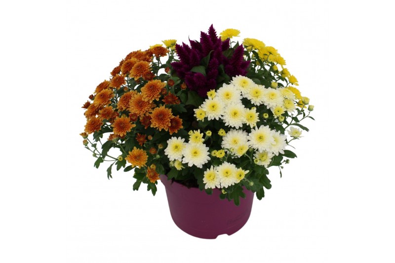 Arrangementen tuinplanten Abbracci Donna 