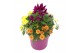 Arrangementen tuinplanten Abbracci Donna 