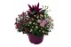 Arrangementen tuinplanten Abbracci Nova 