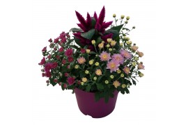 Arrangementen tuinplanten Abbracci Nova