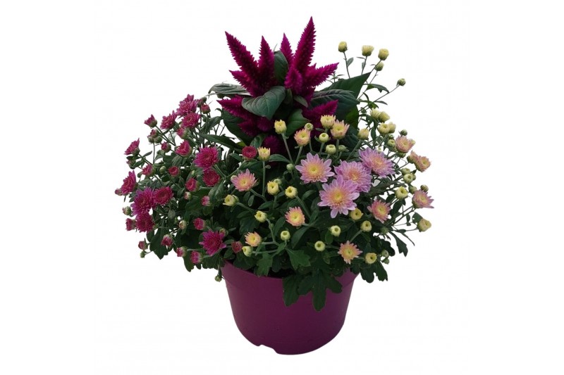 Arrangementen tuinplanten Abbracci Nova 