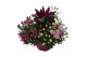 Arrangementen tuinplanten Abbracci Nova 