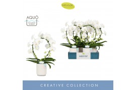 Phalaenopsis mirror miracle aurora wit 2 tak boog in white molise aquo