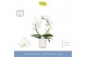 Phalaenopsis mirror miracle aurora wit 2 tak boog in white molise aquo 