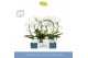 Phalaenopsis mirror miracle aurora wit 2 tak boog in white molise aquo 