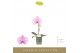 Phalaenopsis roze Singolo - Mino - 1 bloem 