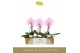 Phalaenopsis roze Singolo - Mino - 1 bloem 