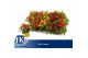 Capsicum annuum salsa mix 