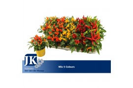 Capsicum annuum salsa mix